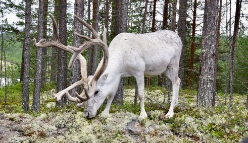 Dieren in Noorwegen en Zweden